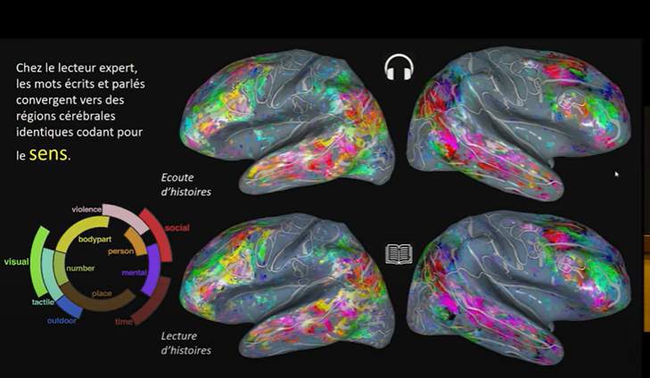 les zones cérébrales activées lors de la lecture ou l'audition d'un texte sont équivalentes et concernent essentiellement des zones liées à la compréhension